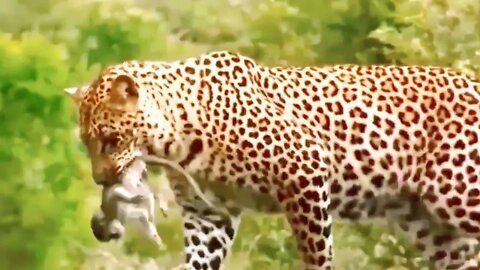 Baby Monkey Attacked By Leopards - 2023@Wild Animals