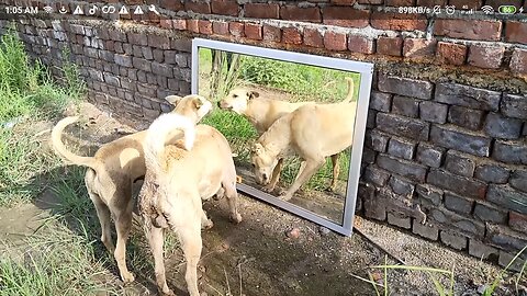 New Mirror Frank dog enjoy #mirror prank dog#asom munky#amimal#cat