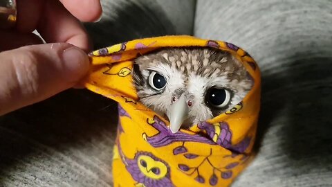 Owls - A Funny Owl And Cute Owl