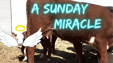 A Sunday Miracle