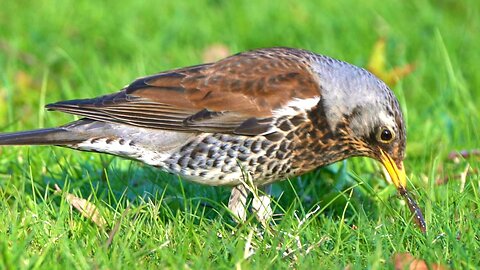 Fieldfare Versus Earthworm