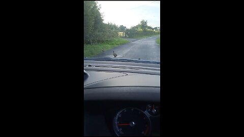 Pheasants in otterburn ranges