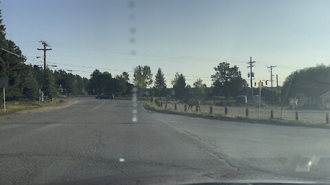 Screaming Herd Bull Chasing His Cows