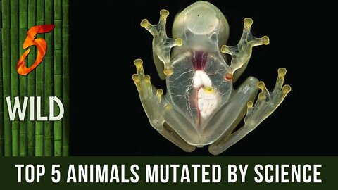 Top 5 Mutated Animals Because Of Man And Science | #5WILD