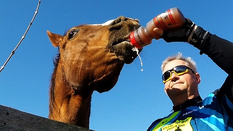 Thirsty horse insists on sharing sharing cyclist's apple juice