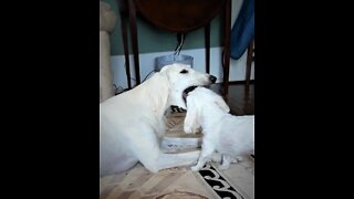 Best of friends: Lucky, a Saluki puppy and Ivy, the Maltese. Run!