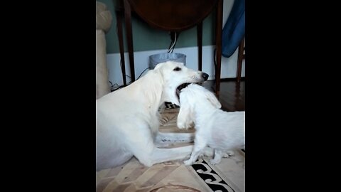 Best of friends: Lucky, a Saluki puppy and Ivy, the Maltese. Run!