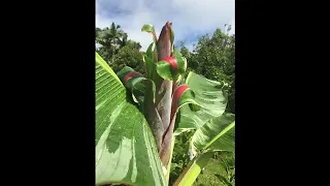 RARE Tropical Hawaiian AeAe Variegated Banana Flower & Fruiting Stag