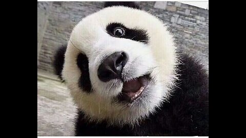 panda funny moment