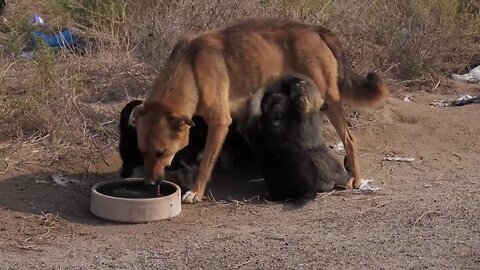 puppy feeding - 1