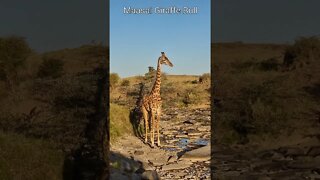 Maasai Mara Sightings Today 24/08/21 (Lions, Cheetah, Hyena, etc) | Zebra Plains | #shorts