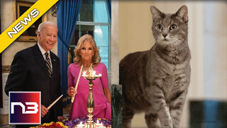 After Last One Bit Someone, Joe & Jill Biden Bring New Family Member To Washington