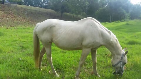 A look at an old horse losing weight and a new drought affected horse putting on weight Part I