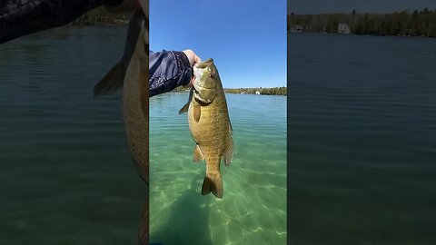 Crystal Clear Water + Big Bass #fishing #shorts