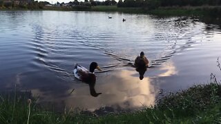 Ducks on a Lake in New Zealand edit