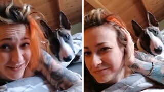 Bull Terrier Hilariously Wakes Up Owner For Playtime