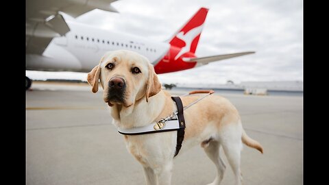 Guide Dog Access - Qantas and Guide Dogs Victoria