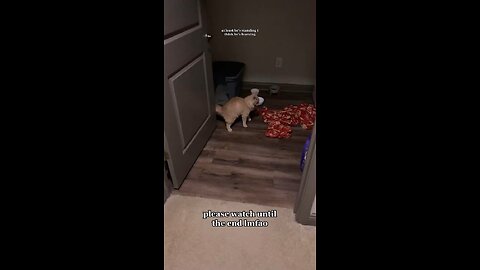 Cat Learns To Pop