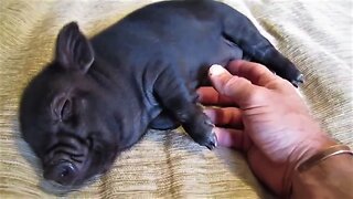 Little Piglet Loves Getting His Tummy Rubbed! Grunts With Joy!!