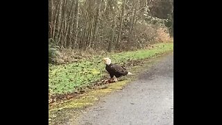 Hungry Bald Eagle