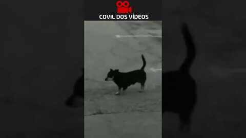 veja o cachorro de outro planeta