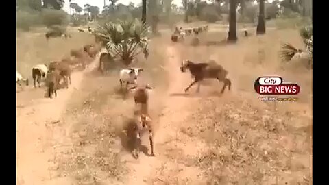 wild goat fight #ganfli bakri ki ladhai