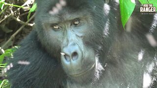 Gorillas and More: The Rwanda/Uganda Travelogue