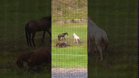 Horses creating noise and disturbance in creek to scare off snakes before soaking - head shaking