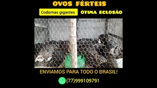 ♦️ATENÇÃO♦️VOS FÉRTEIS DE CODORNA GIGANTES. ENVIAMOS PARA TODO O BRASIL. WHATSAPP 77999109791