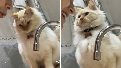 Cat Have a Confused “How Did You Do It” Look at Owner