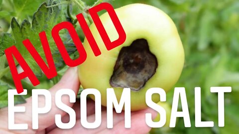 How To Use Epsom Salt In A Vegetable Garden. THE ACTUAL BLOSSOM END ROT FIX. | Gardening in Canada