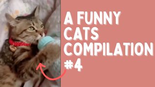 Funny Cats Videos 😹 Compilation #4