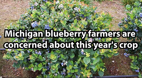 Michigan blueberry farmers are concerned about this year's crop