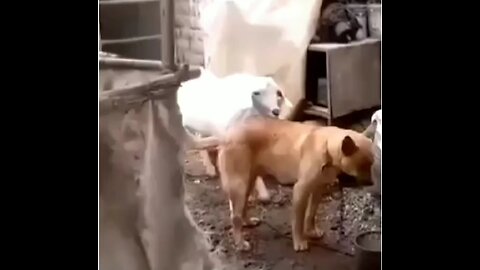 Goat and dog funny scene 😂 funny pets life #1