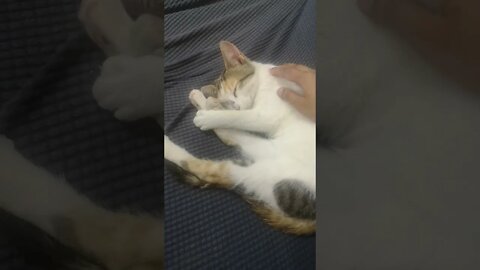 My Adorable Cat will Melt Your Heart - Cute Cat Sleeping