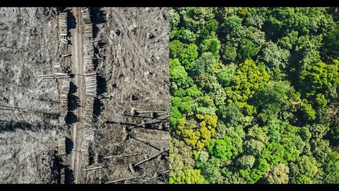 Die Zerstörung der Natur stoppen | Die Stopp-Ökozid-Kampagne