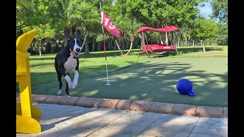 Joyful Great Dane Puppy Runs Putting Green & Pool Zoomie Laps