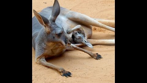 Here's some tiny kangaroo cuteness to brighten up your day!