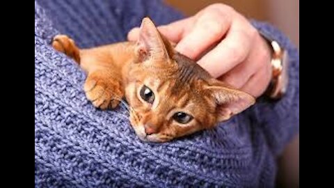 Treatments for Stressed Cats