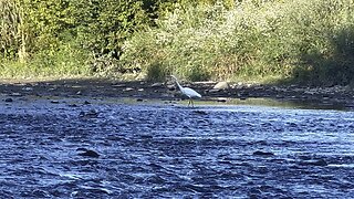 Great White Egret fishing Humber River stream