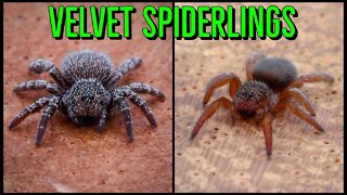 NEW Velvet Spiders & A. johnnycashi UNBOXING!