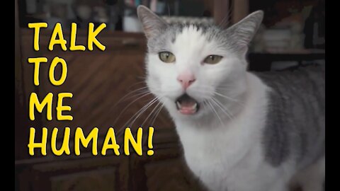 Cats talking !! these cats can speak english better than hooman 2021