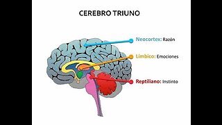 Mente positiva 2- Encontrar el hemisferio cerebral dominante