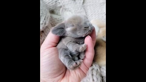 Cute tiny Rabbit #cuterabbit #cutepet #rabbit #pet #rabbitlive #petlove