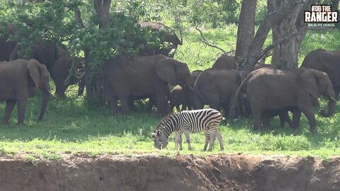 Elephants In The Shade | Kruger National Park