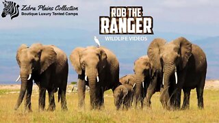 Amboseli Elephants Cross The Plains | Zebra Plains Safari