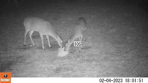 Bushnell Deer Camera 2 Doves Eating Deer Corn