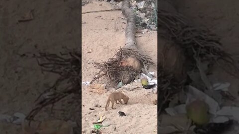 A cute little puppy in the sand searching food,#shorts,#puppy,#littlepuppyvideo,#puppylife,#animal