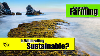 What is Wildcrafted Sea Moss, and is Wildcrafting Sustainable?