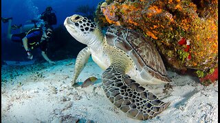 Wonder of the World the Great Barrier Reef #greatbarrierreef #amazing #australia